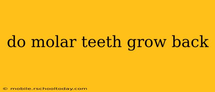do molar teeth grow back