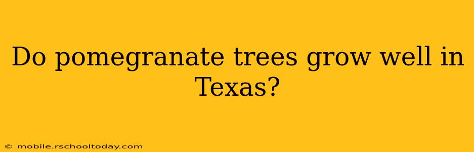 Do pomegranate trees grow well in Texas?