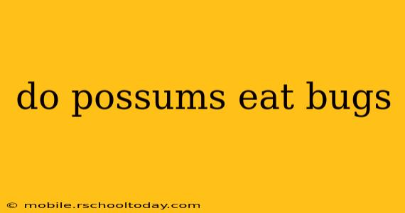 do possums eat bugs