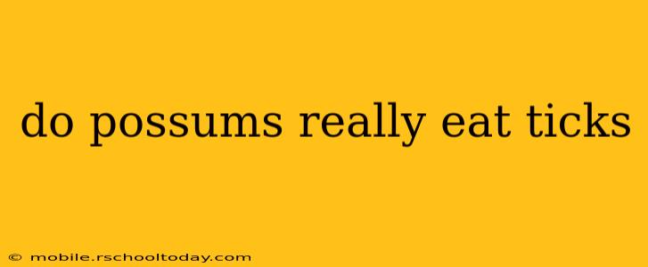 do possums really eat ticks