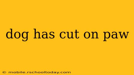 dog has cut on paw