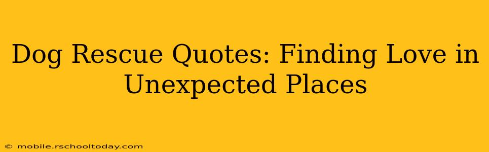 Dog Rescue Quotes: Finding Love in Unexpected Places