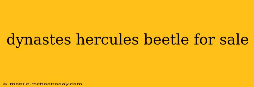 dynastes hercules beetle for sale