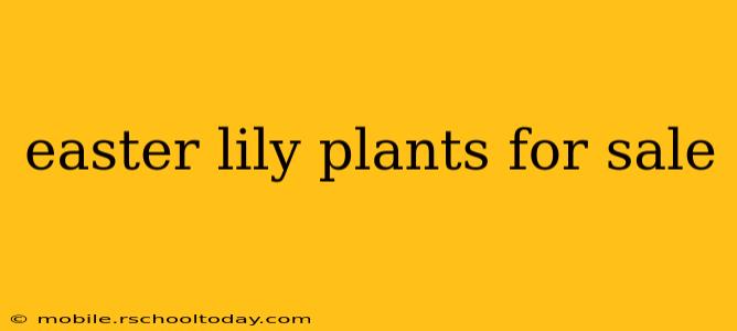 easter lily plants for sale