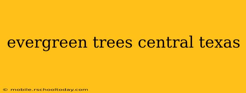 evergreen trees central texas