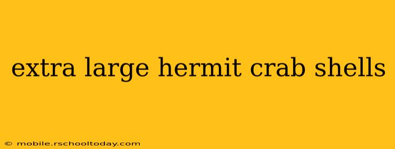 extra large hermit crab shells