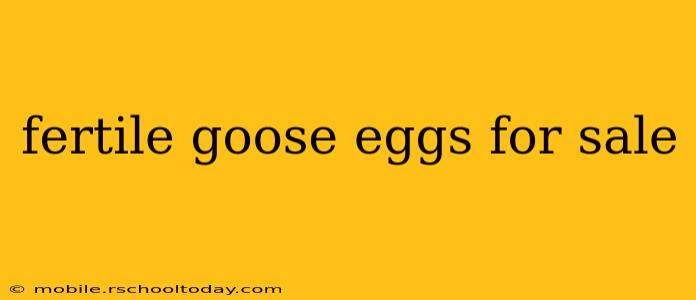 fertile goose eggs for sale
