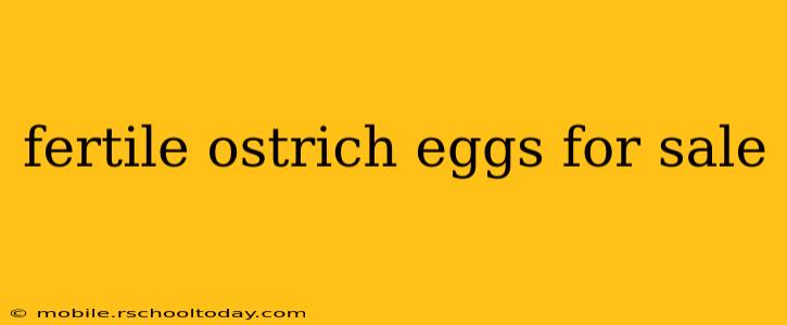 fertile ostrich eggs for sale