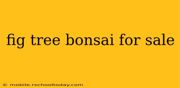 fig tree bonsai for sale