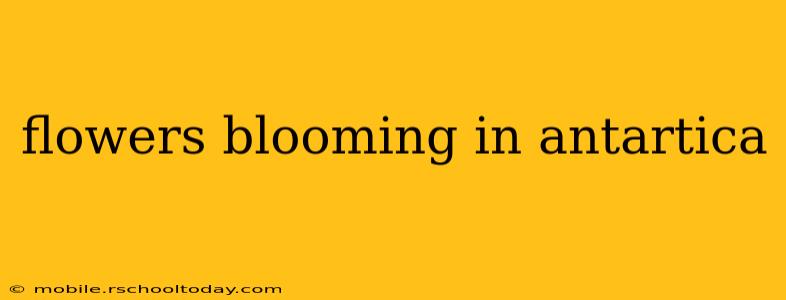 flowers blooming in antartica