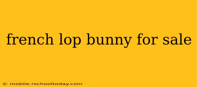 french lop bunny for sale