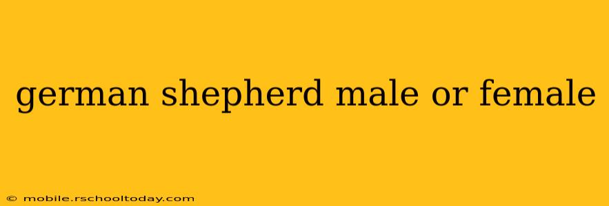 german shepherd male or female