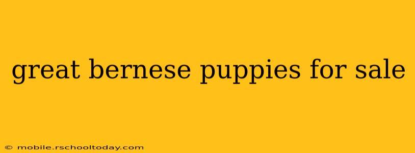great bernese puppies for sale