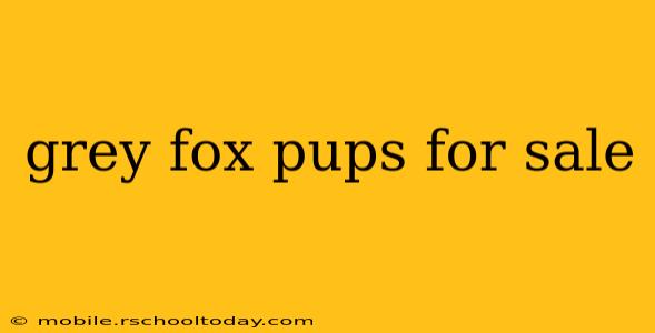 grey fox pups for sale