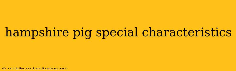 hampshire pig special characteristics
