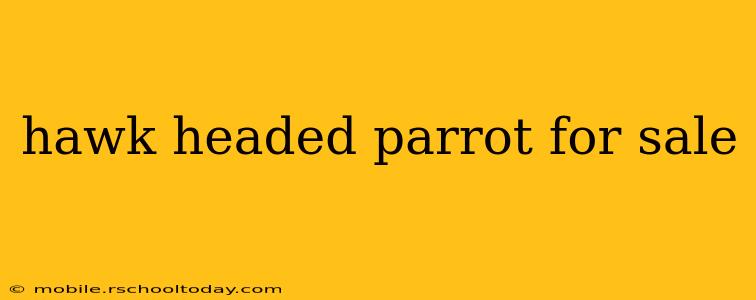 hawk headed parrot for sale