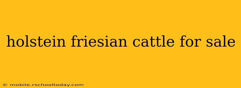 holstein friesian cattle for sale