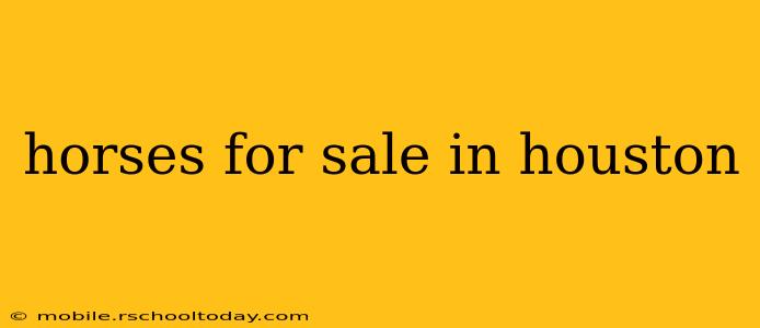 horses for sale in houston