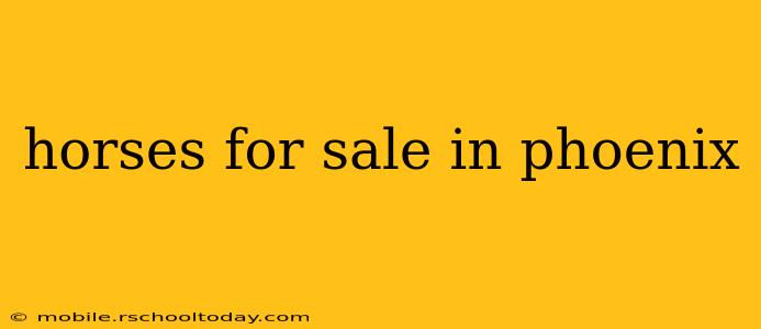 horses for sale in phoenix