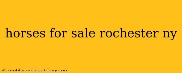 horses for sale rochester ny