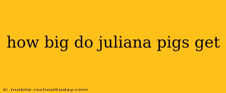how big do juliana pigs get
