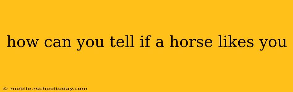 how can you tell if a horse likes you