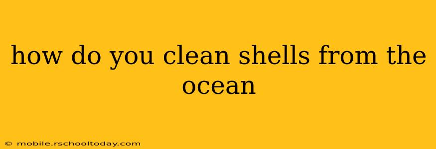 how do you clean shells from the ocean