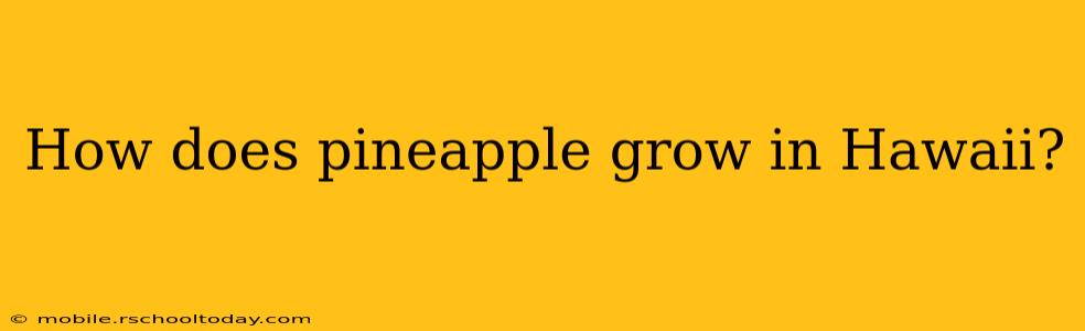 How does pineapple grow in Hawaii?