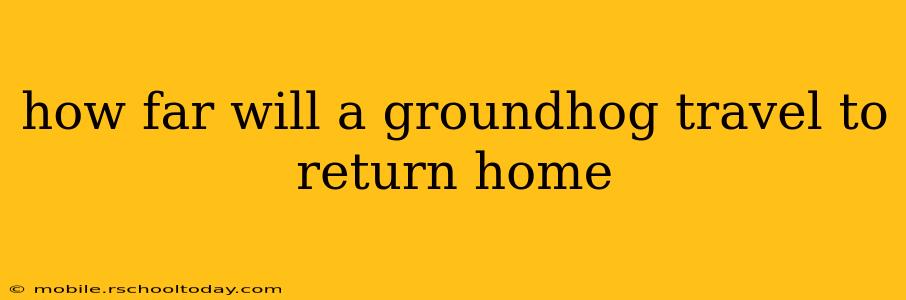 how far will a groundhog travel to return home