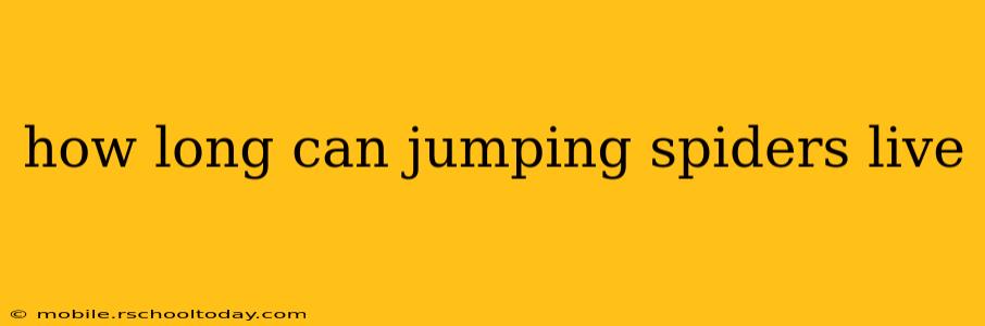 how long can jumping spiders live