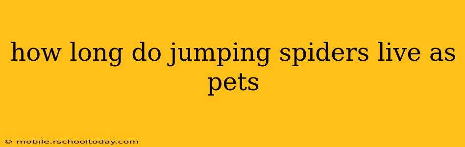 how long do jumping spiders live as pets
