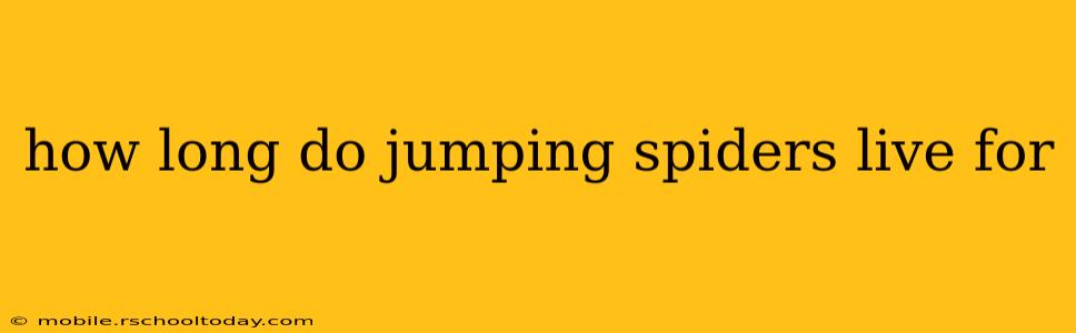 how long do jumping spiders live for