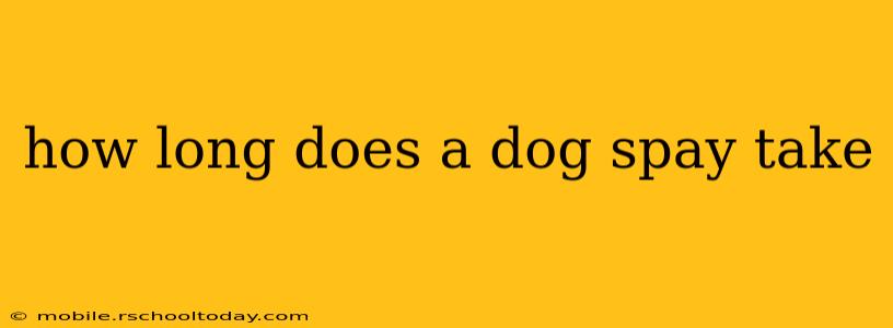 how long does a dog spay take