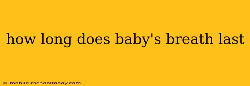how long does baby's breath last