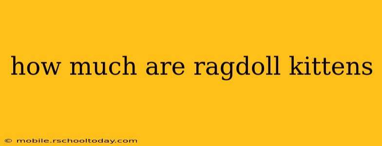 how much are ragdoll kittens