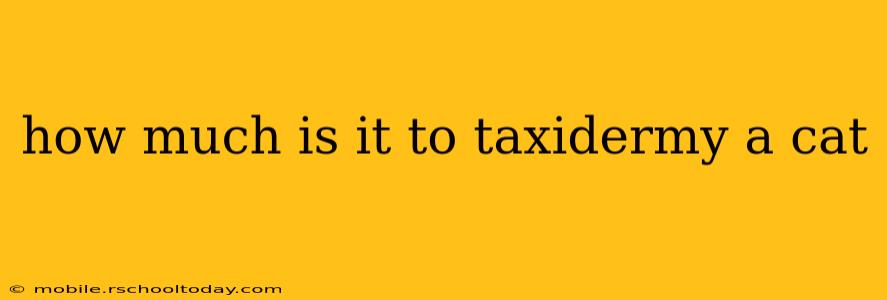 how much is it to taxidermy a cat