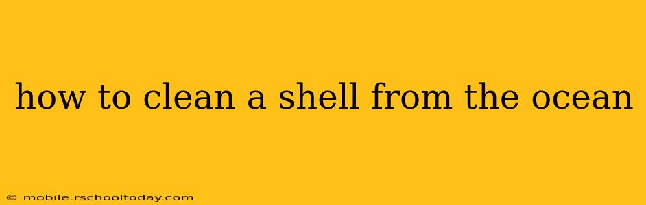 how to clean a shell from the ocean