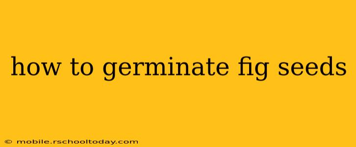 how to germinate fig seeds