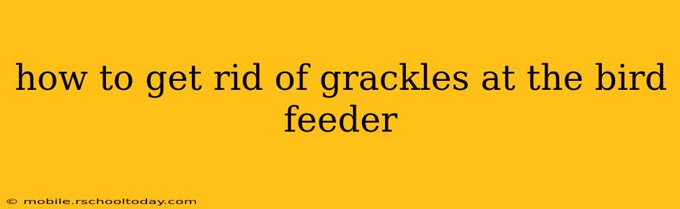 how to get rid of grackles at the bird feeder