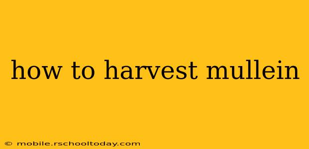 how to harvest mullein