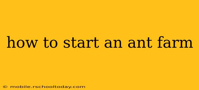how to start an ant farm
