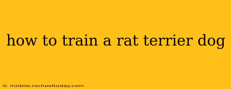 how to train a rat terrier dog