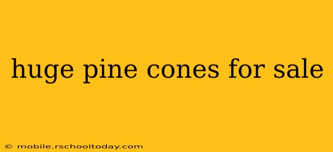 huge pine cones for sale