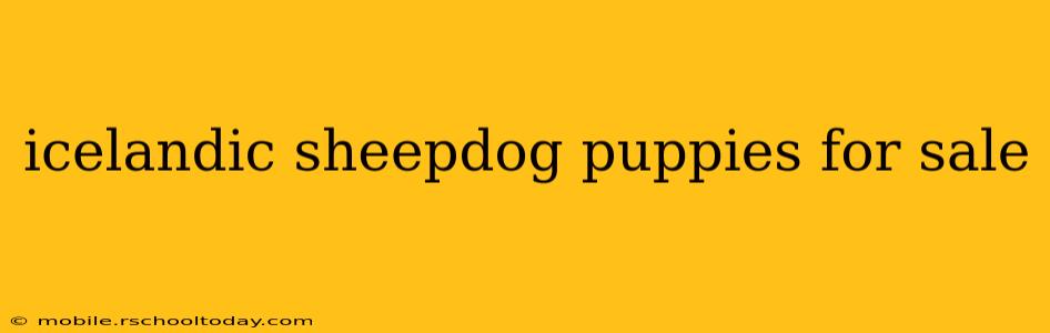 icelandic sheepdog puppies for sale