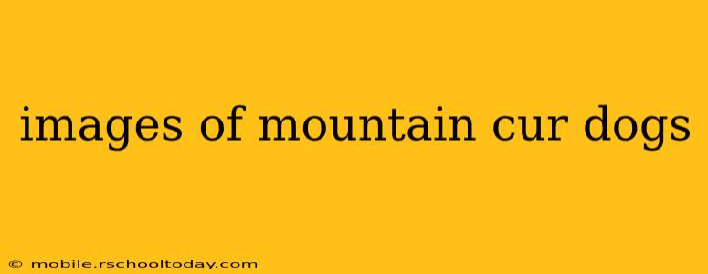 images of mountain cur dogs