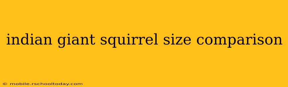 indian giant squirrel size comparison