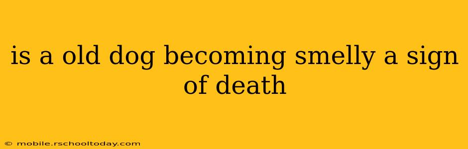is a old dog becoming smelly a sign of death