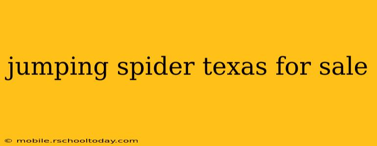 jumping spider texas for sale
