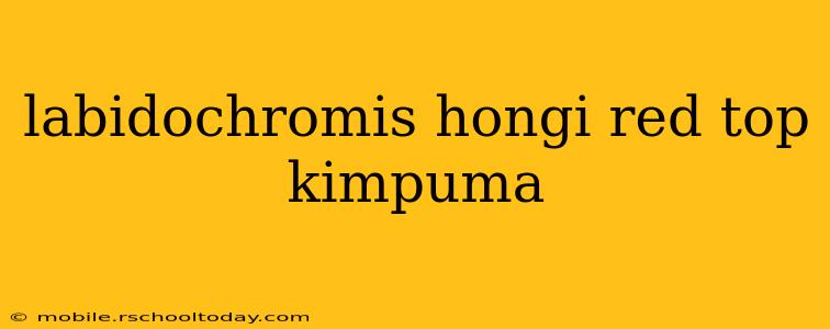 labidochromis hongi red top kimpuma