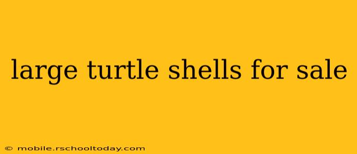 large turtle shells for sale